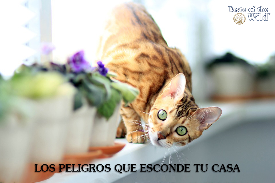Casa segura para tu gato (Taste ot the Wild España)