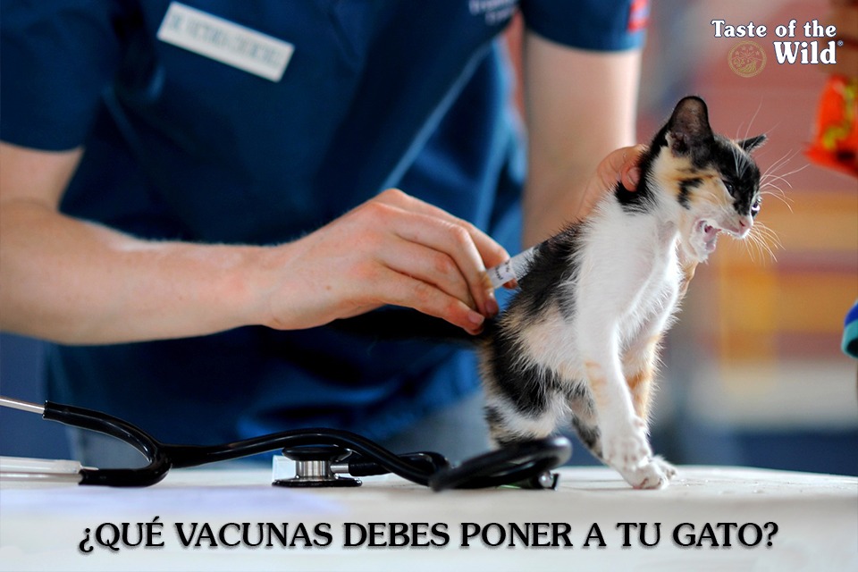 La vacunación en los gatos